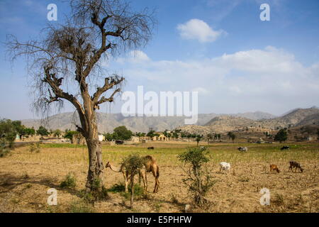 Kamele Weiden, entlang der Straße von Massawa nach Asmara, Eritrea, Afrika Stockfoto