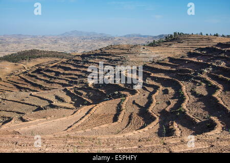 Terrassenfelder, Filfil, Eritrea, Afrika Stockfoto