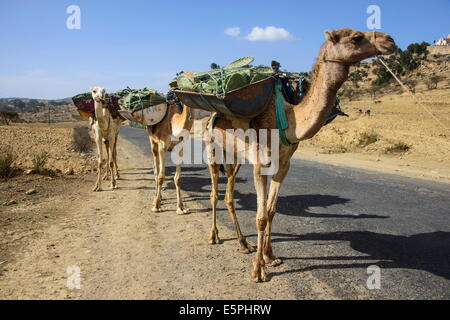 Kamel-Karawane entlang der Straße von Asmara nach Qohaito, Eritrea, Afrika Stockfoto