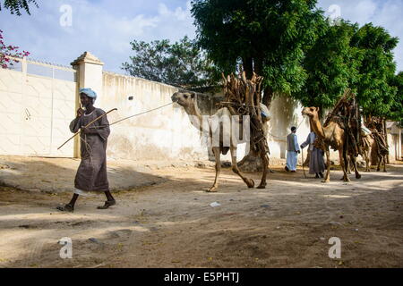 Kamel-Karawane Wandern mit Brennholz durch Keren, Eritrea, Afrika Stockfoto