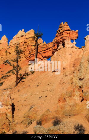 Drachen-geformten Felsen durch späte Nachmittagssonne beleuchtet, winter, Mossy Cave Trail, Bryce-Canyon-Nationalpark, Utah, USA Stockfoto