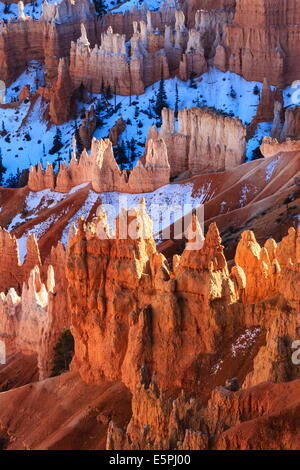 Hoodoos und Schnee im Winter, in der Nähe von Sunrise Point, Bryce-Canyon-Nationalpark, Utah, USA durch starke späte Nachmittagssonne beleuchtet Stockfoto