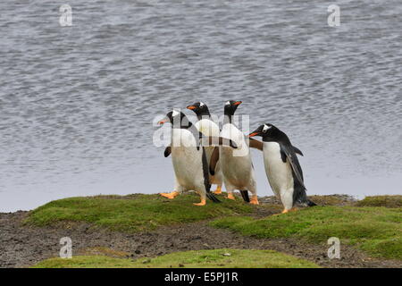 Gentoo Penguins (Pygoscelis Papua) durch einen Pool, Sea Lion Island, Falkland-Inseln, Südamerika Stockfoto