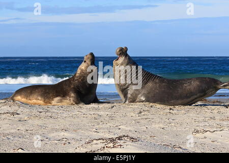 Zwei südlichen See-Elefanten (Mirounga Leonina) Bullen hinten oben, Dominanz, Sea Lion Island, Falkland-Inseln zu etablieren Stockfoto