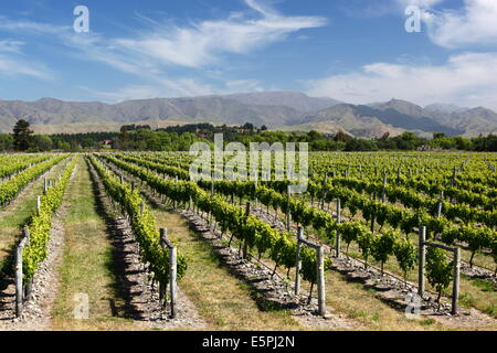 Weinberge, Renwick, in der Nähe von Blenheim, Marlborough Region, Südinsel, Neuseeland, Pazifik Stockfoto