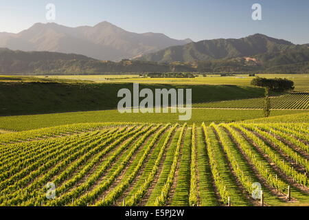 Weinberge entlang der Delta Höhen Seestraße, Renwick, in der Nähe von Blenheim, Marlborough Region, Südinsel, Neuseeland, Pazifik Stockfoto