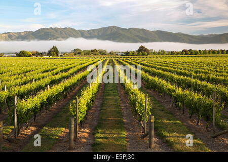 Weinberge im Morgennebel, Renwick, in der Nähe von Blenheim, Marlborough Region, Südinsel, Neuseeland, Pazifik Stockfoto