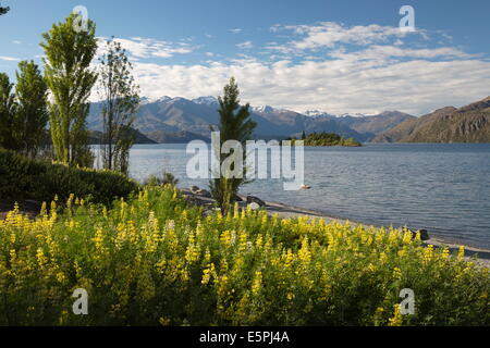 Frühlingsblumen am Lake Wanaka, Wanaka, Otago, Südinsel, Neuseeland, Pazifik Stockfoto