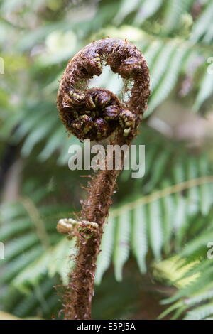 Koru spiralförmigen keimhaft Silber Farn Wedel, Fiordland-Nationalpark, Südinsel, Neuseeland, Pazifik Stockfoto