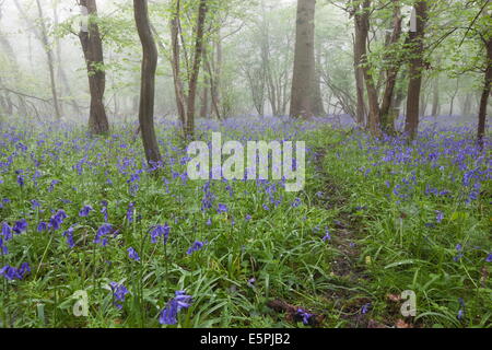 Bluebell Wood Morgen Nebel, niedriger Oddington, Cotswolds, Gloucestershire, Vereinigtes Königreich, Europa Stockfoto