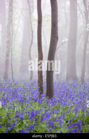 Bluebell Wood Morgen Nebel, niedriger Oddington, Cotswolds, Gloucestershire, Vereinigtes Königreich, Europa Stockfoto