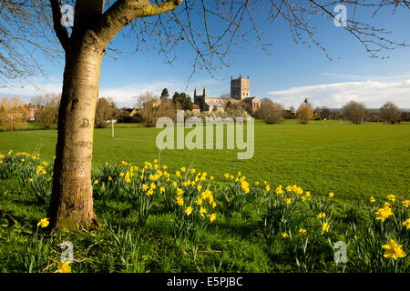 Tewkesbury Abbey mit Narzissen, Tewkesbury, Gloucestershire, England, Vereinigtes Königreich, Europa Stockfoto