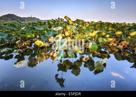 Lotus-Pflanzen BaiDi Causeway mit Reflexionen und Baochu-Turm im Hintergrund, Hangzhou, Zhejiang, China, Asien Stockfoto