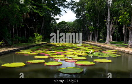 Victoria Amazonica (riesige Seerose) im The Seewoosagur Ramgoolam Royal Botanical Garden, Pamplemousses, Mauritius Stockfoto