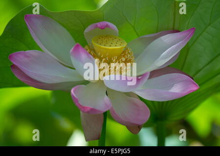 Lotus (Nelumbo Nucifera) bei The Seewoosagur Ramgoolam Royal Botanical Garden Pamplemousses, Mauritius, Indischer Ozean, Afrika Stockfoto