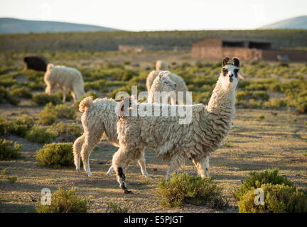 Lamas bei Dämmerung, Villa Alota, Altiplano, Bolivien, Südamerika Stockfoto