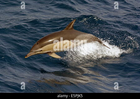 Kurzer Schnabel gemeinsamen Delphin (Delphinus Delphis) Porpoising deutlich von dem Wasser, Nordost-Atlantik, Offshore-Marokko Stockfoto