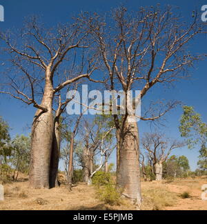 Boab-Bäume (Affenbrotbäume Gregorii), Halls Creek, The Kimberley, Western Australia, Australien, Pazifik Stockfoto