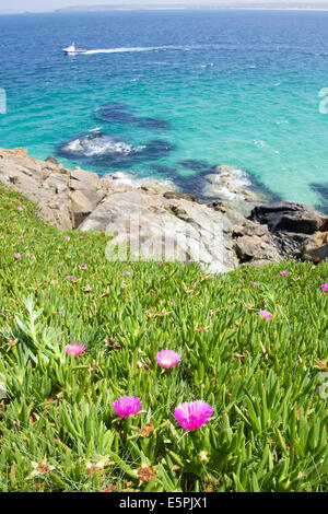 Seascape St Ives North Cornwall South West England UK felsigen Küste gesäumt von wildes Rosa Blumen Stockfoto