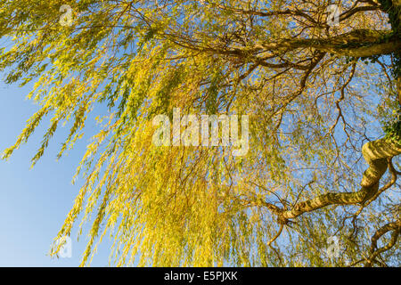 Suchen von unten ein gelbes Trauerweide Baum im Herbst, England, Großbritannien Stockfoto