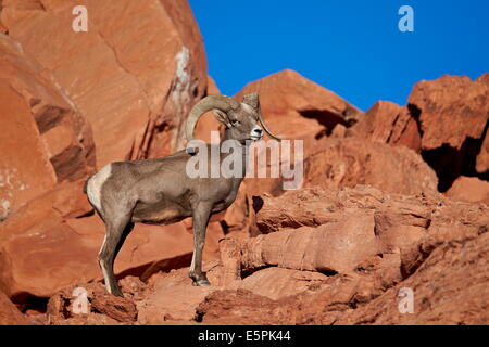 Wüste Dickhornschafe (Ovis Canadensis Nelsoni) ram, Valley of Fire State Park, Nevada, Vereinigte Staaten, Nordamerika Stockfoto