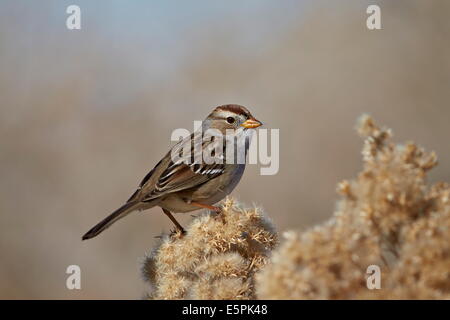 Weiß – Crowned Sparrow (Zonotrichia Leucophrys), Pahranagat National Wildlife Refuge, Nevada, Vereinigte Staaten von Amerika Stockfoto