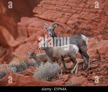 Wüste, Dickhornschaf (Ovis Canadensis Nelsoni) Ewe und zwei Lämmer, Tal des Feuers Staatspark, Nevada, Vereinigte Staaten von Amerika Stockfoto