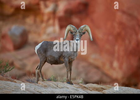 Wüste Dickhornschafe (Ovis Canadensis Nelsoni) ram, Valley of Fire State Park, Nevada, Vereinigte Staaten, Nordamerika Stockfoto