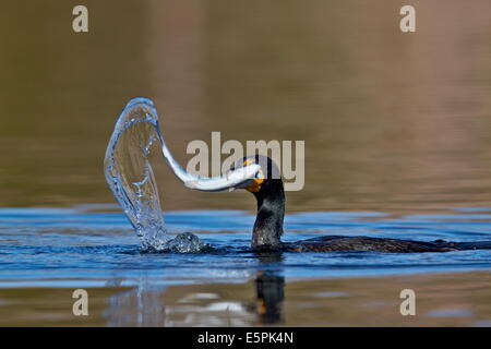 Doppel-crested Kormoran (Phalacrocorax Auritus) mit einem Fisch, Clark County, Nevada, Vereinigte Staaten von Amerika, Nordamerika Stockfoto