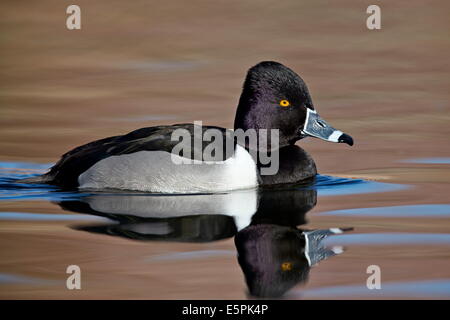 Ring – Necked Duck (Aythya Collaris) schwimmen, Clark County, Nevada, Vereinigte Staaten von Amerika, Nordamerika Stockfoto