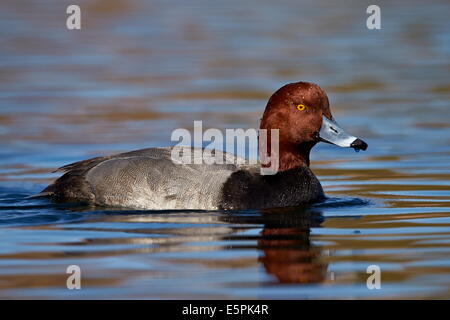 Rothaarige (Aythya Americana) schwimmen, Clark County, Nevada, Vereinigte Staaten von Amerika, Nordamerika Stockfoto