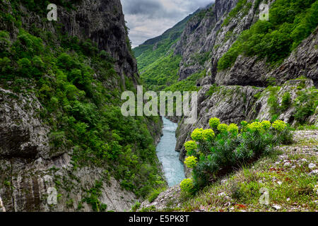 Moraca-River-Canyon. Montenegro. Stockfoto