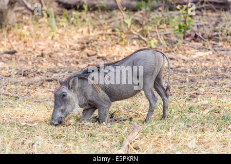 Gemeinsamen Warzenschwein, Phacochoerus Africanus, in charakteristischen kniende Position zu ernähren, Okavango Delta, Botswana Stockfoto