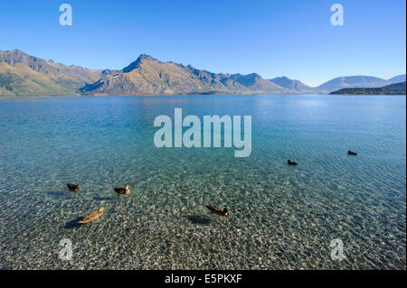 Enten in das türkisfarbene Wasser des Lake Wakatipu, um Queenstown, Otago, Südinsel, Neuseeland, Pazifik Stockfoto