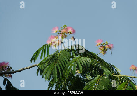 Albizia Baum Blumen (persischer Silk Baum) Stockfoto