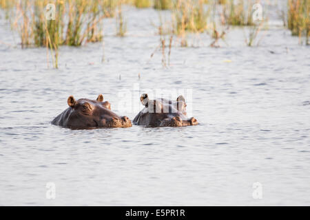 Die Spitzen der beiden Nilpferd Kopf brechen die Oberfläche eines Sees in das Okavango Delta, Botswana Stockfoto