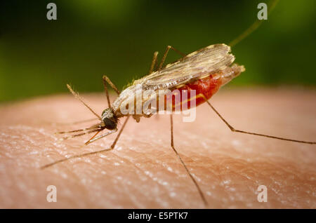 Weiblichen Anopheles-Zip-Mücken ernähren sich von menschlichem Blut, diese Mücke ist ein Vektor der Parasit Plasmodium, der Agent des Stockfoto