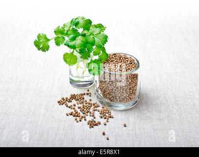 Korianderblätter und Samen - Koriander - frischer Koriander Blätter und getrocknete Samen in Gläsern und auf weißen Textilien aus Leinen hergestellt. Stockfoto