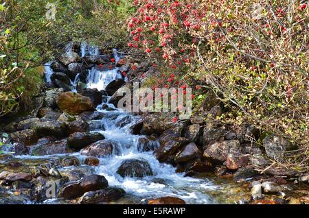 Gschnitz-Tal, Alpine brook im Herbst, Rowan Bäume Stockfoto