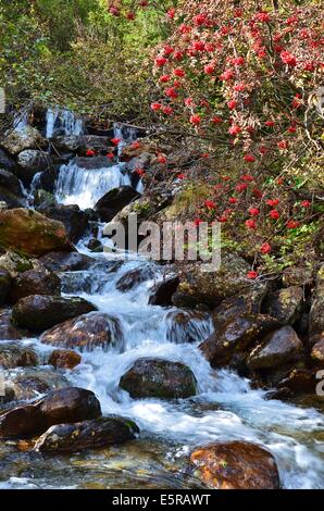 Gschnitz-Tal, Alpine brook im Herbst, Rowan Bäume Stockfoto