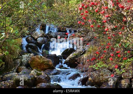 Gschnitz-Tal, Alpine brook im Herbst, Rowan Bäume Stockfoto