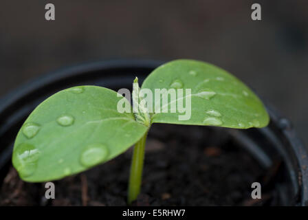 Knochenmark Sämling wächst in einem Kunststoff Blumentopf Stockfoto