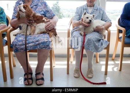 Verband der ausgebildete Hunde-Besucher, die Kranken und älteren Menschen zu besuchen; Workshop Runing durch Freiwillige Lehrer und Mitarbeiter der Stockfoto