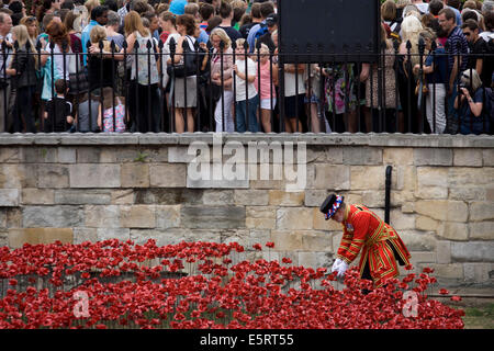 London, UK 5. August 2014: Kennzeichnung der Hundertjahrfeier des Beginns des ersten Weltkriegs (WW1) im Jahre 1914, ein Tower von London Beefeater passt bei einigen die 888.246 Keramik Mohnblumen - eine für jede britische militärische Tod - vom Künstler Paul Cummins geschaffen. Verbleibenden Platz bis zum Zeitpunkt des Waffenstillstandes am 11. November. Auf der ganzen Welt, Gedenkveranstaltungen für diesen historischen Konflikt, die Nationen der Welt betroffen sah London viele solche Gesten an die Millionen getötet in Aktion zu Beginn des 20. Jahrhunderts zu erinnern. Bildnachweis: Richard Baker / Alamy Live News. Stockfoto