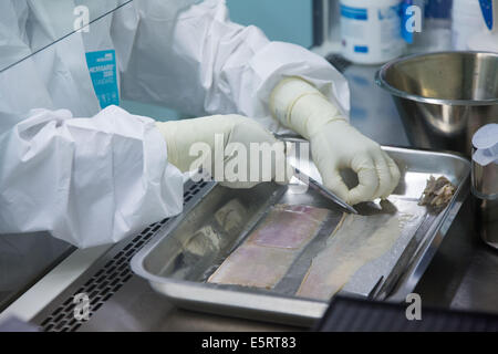 Vorbereitung der Haut Spende in einem Reinraum vor Erhalt, Zelle und Gewebe Einheit der CTSA in Clamart, Frankreich. Stockfoto