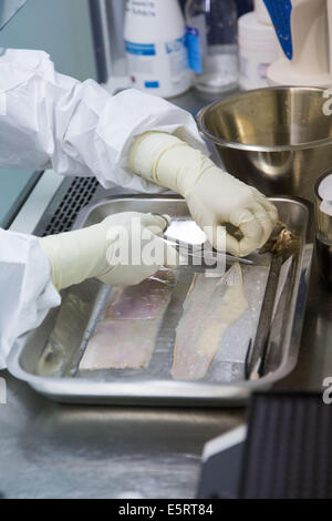 Vorbereitung der Haut Spende in einem Reinraum vor Erhalt, Zelle und Gewebe Einheit der CTSA in Clamart, Frankreich. Stockfoto