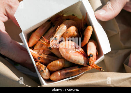 Frisch geräucherte Garnelen in einer Box aus Åstols Rökeri oder auf der Insel Åstol Räucherei Bohuslän, Västra Götaland, Schweden. Stockfoto