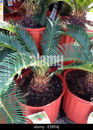 Eingemachte Sagopalmen (Cycas Revoluta) für den Verkauf in einer Gärtnerei Stockfoto