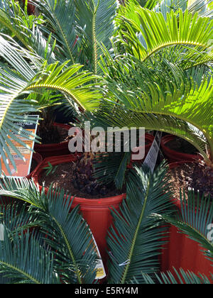 Eingemachte Sagopalmen (Cycas Revoluta) für den Verkauf in einer Gärtnerei Stockfoto