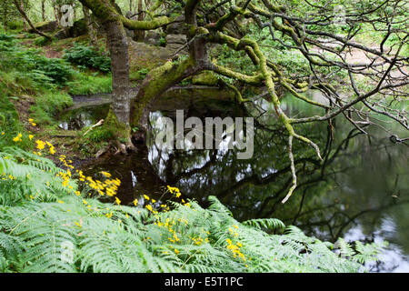 Moos bedeckt Guisecliff Tarn Pateley Bridge North Yorkshire England überhängenden Baum Stockfoto